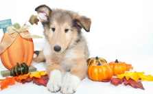 Is Your Pet Ready for Boarding this Halloween? How to Prepare